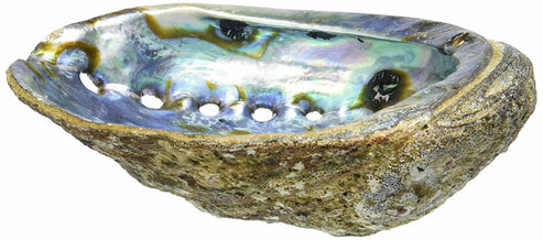 Abalone Shells – REGEN THE BODY