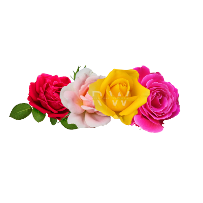 Compare to aroma FRESH CUT ROSES AIR FRESHENER & BURNING OIL® (CLEARANCE)